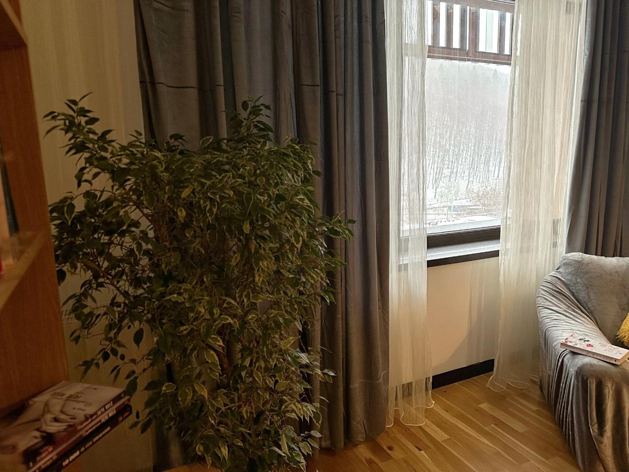 Apartament “La Iepure” Braszów Zewnętrze zdjęcie